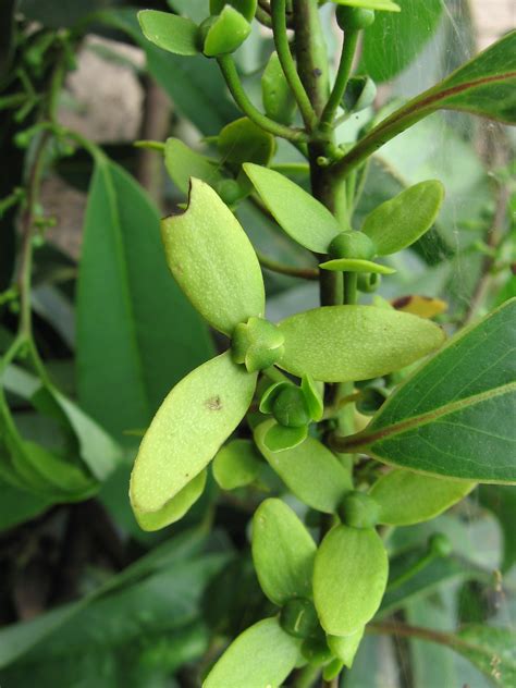 Cleistopholis glauca [Pierre ex Engl. & Diels ]