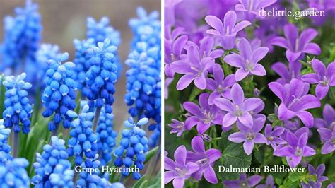 20 of the Best Invasive Ground Cover with Purple Flowers