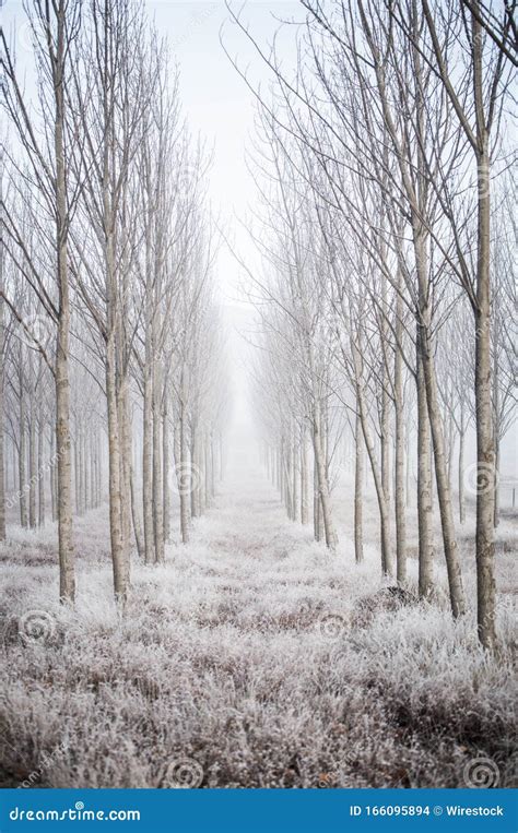 Imagem Vertical Da Paisagem Deslumbrante De Uma Floresta árvores