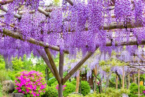 Глициния китайская: посадка и уход в домашних условиях и открытом ...