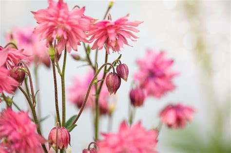 Aquilegia Vulgaris Clementine Salmon Rose Columbine