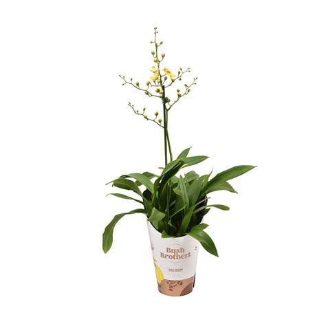 Descubre Oncidium Munsterland Orqu Dea Ex Tica Para Jard N