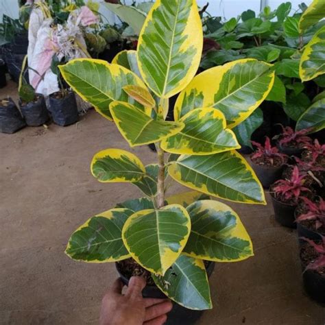 TANAMAN HIAS KARET KEBO VARIEGATA GOLDEN KERBAU VARIEGATA FICUS