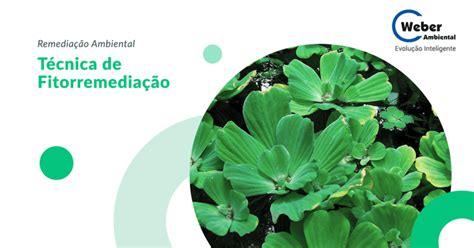 A Fitorremediação É Uma Técnica Que Utiliza Plantas - Fitorremediação – Técnica de Remediação Ambiental – Weber Ambiental