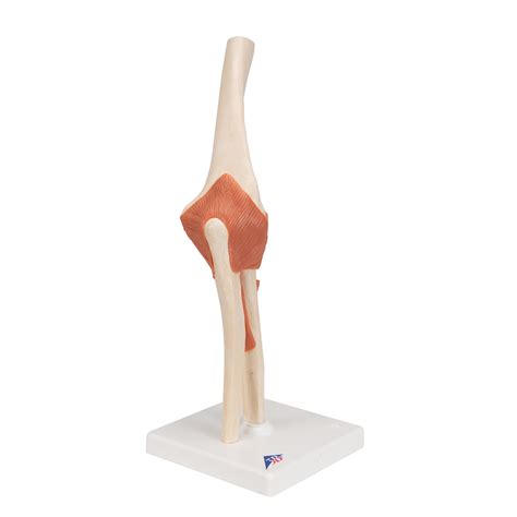 Anatomical Models Human Joint Models Deluxe Functional Elbow Joint