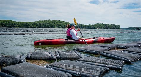 An Unforgettable Oyster Adventure Maines Midcoast And Islands