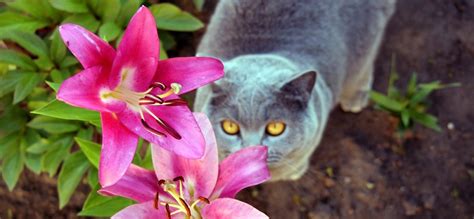 Растения для кошек: какие растения опасны и как защитить комнатные цветы