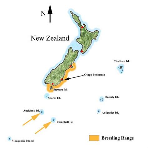 The Yellow Eyed Penguins | New Zealand Vacations