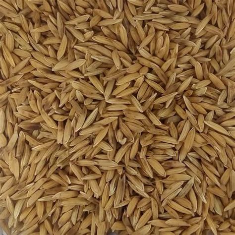 Light Brown Pusa Basmati 1121 Paddy Seed For Agriculture Packaging