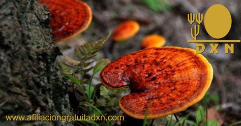 CÓMO FUNCIONA EL GANODERMA LUCIDUM Afiliacion Gratuita DXN