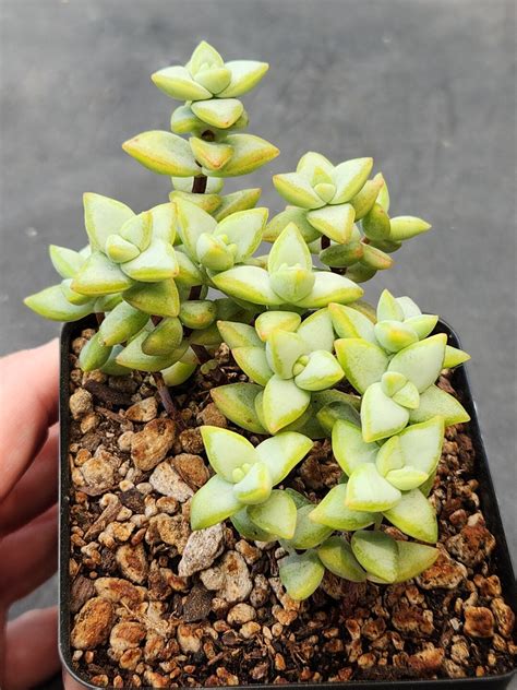 Crassula Rupestris F Variegata Variegated Rosary Vine Etsy