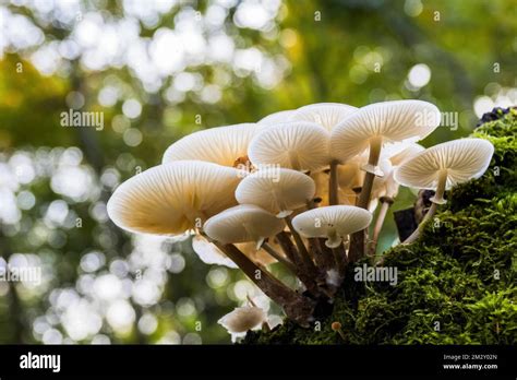 Porcelain Fungi Oudemansiella Mucida Hesse Germany Stock Photo Alamy