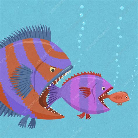 Fish food chain, illustration - Stock Image - C039/9074 - Science Photo ...