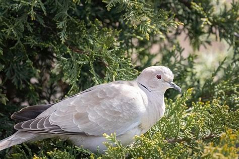 Una Sola Paloma De Collar Euroasi Tico O Streptopelia Decaocto Sentada