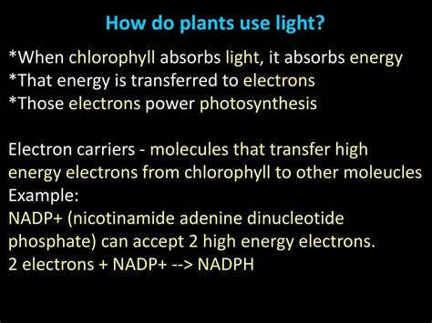 Photosynthesis Chapter Ppt Download