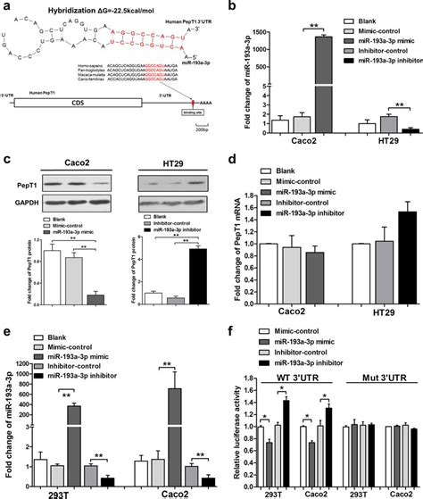 Identification Of Pept As A Target Of Mir A P A Schematic