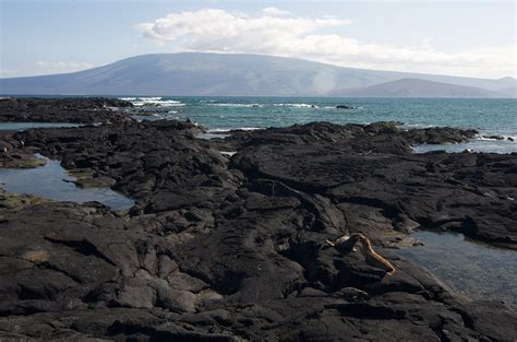 Fernandina Giant Tortoise Rediscovered in the Galápagos - Island ...