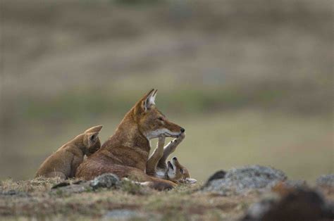 Bale Mountains National Park - Bale Mountains Trekking