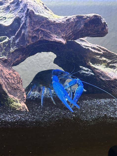 Why hasn’t crayfish molted? : r/Crayfish