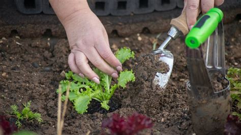 How To Maintain And Care For Garden Tools