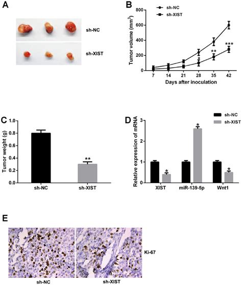 Xist Inhibition Suppressed Tumor Growth Of Bladder Cancer In Vivo A