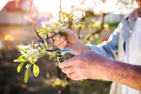 Appelboom Snoeien Tips Voor Zomer En Wintersnoei Slimster Blog