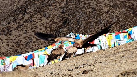 Witness to a Sky Burial in Tibet