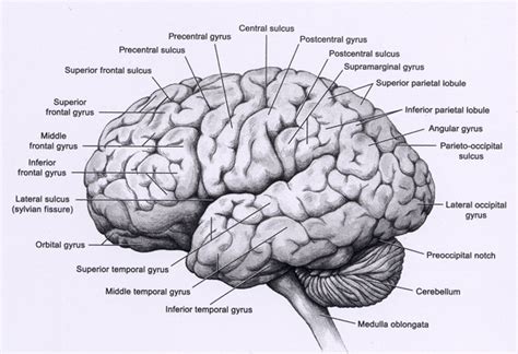 Why Does The Brain Have Gyri And Sulci Powerpointban Web Fc