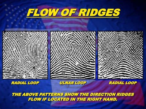 Ulnar Loop Fingerprint