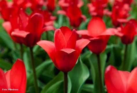 Flor Originaria Da Turquia Mas Da Fama A Outro Pais - Flor Originária Da Turquia Mas Da Fama A Outro País - RETOEDU