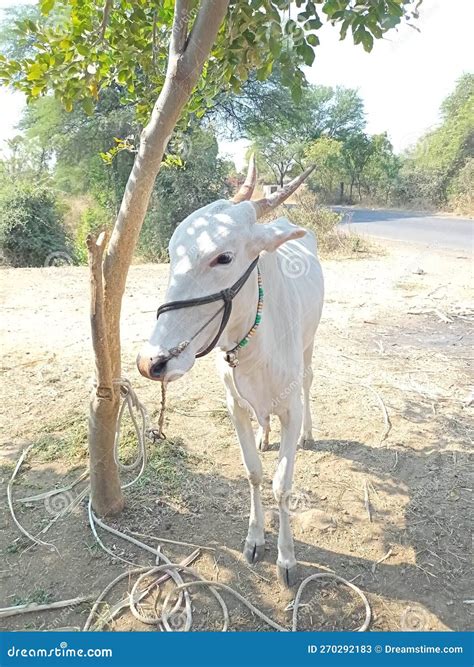 Whait Colour Ox Standing Near by Tree Lucking at Camera with Nice Green