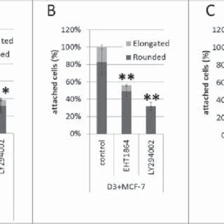 Effect Of Rac Or PI3K Inhibition On The Adhesion Of Breast Cancer Cells