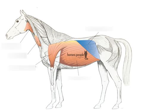 Label The Cutaneous Muscles Equine Diagram Quizlet