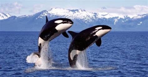 Blue Whale vs Killer Whale: What Are The Differences? - A-Z Animals