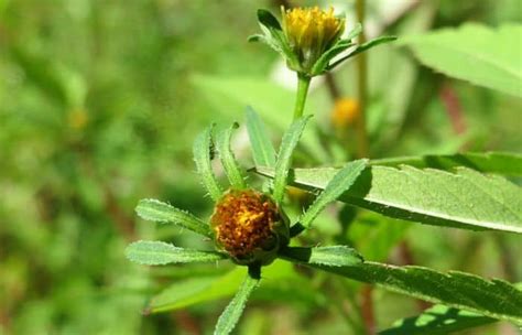 Trifid Bur Marigold Herb Medicinal Uses And Health Benefits