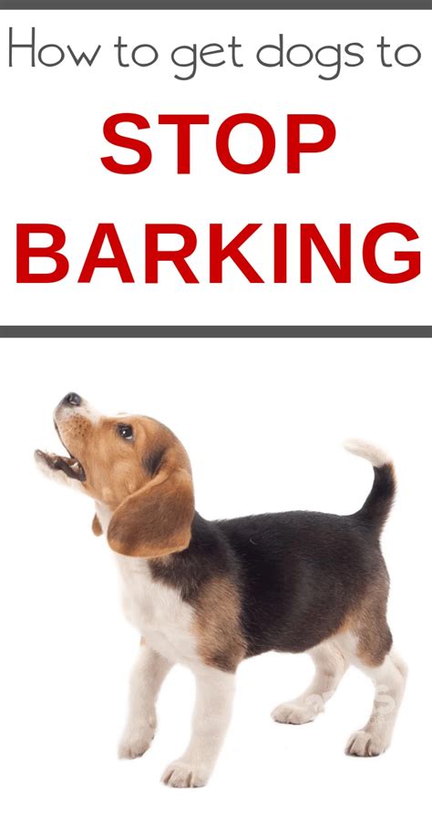 how to stop a dog from constantly barking