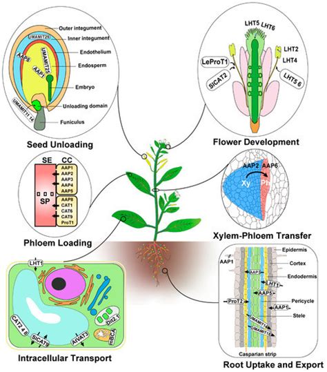 Plants Free Full Text Amino Acid Transporters In Plants Identification And Function