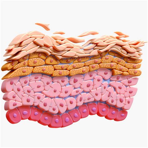 Epidermis Cross Section3d模型 Turbosquid 2009225