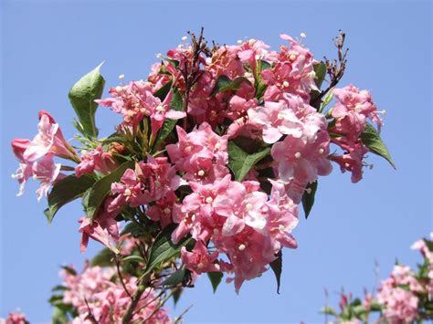 Кустарник Вейгела