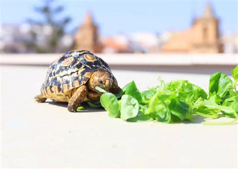 Qué comen las tortugas de agua Guía de alimentación para sus