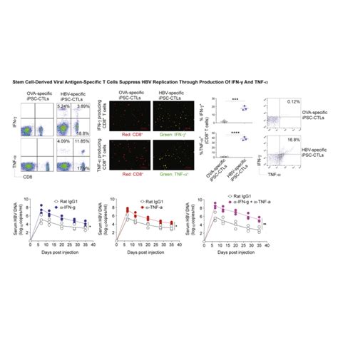 Stem Cell Derived Viral Antigen Specific T Cells Suppress HBV