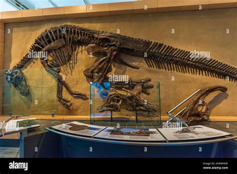 Canadian National Museum Of Natural History Ottawa Canada Stock Photo