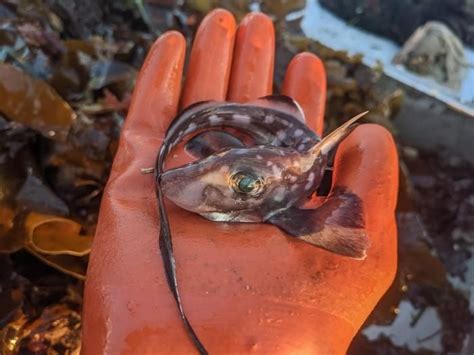 This Deep Sea Fish Has Teeth On Its Foreheadand It Uses Them For Sex