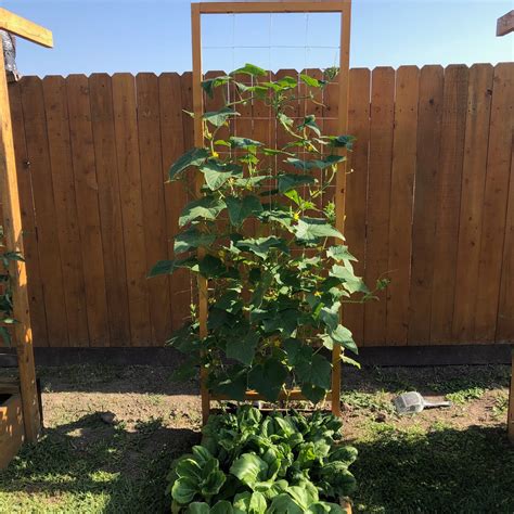 Pruning Cucumber Plants On A Trellis Simple And Effective Methods