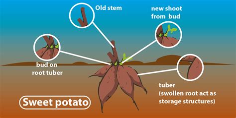 vegetative propagation potato