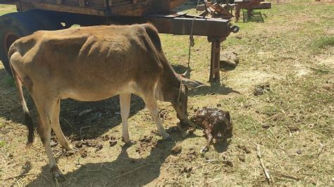 Cow Giving Birth Baby Calf Being Born Cow Delivery Video Cow