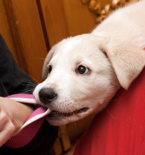 How To Stop Puppy From Chewing Everything Puppy Chewing Solutions 101