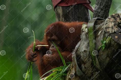 Male Orangutan Eating Leaves Behind the Tree Stock Image - Image of ...