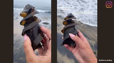 Seashell Collector Finds Shark Egg On Beach Netizens Enchanted By Its