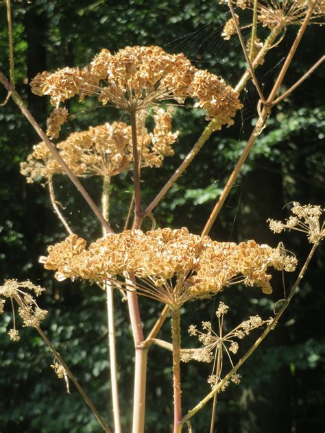 Angelica Sylvestris Wald Engelwurz Angelica Sylvestris A Flickr